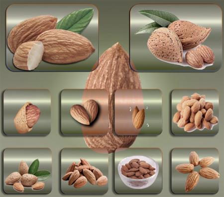 Растровые клипарты - Орешки